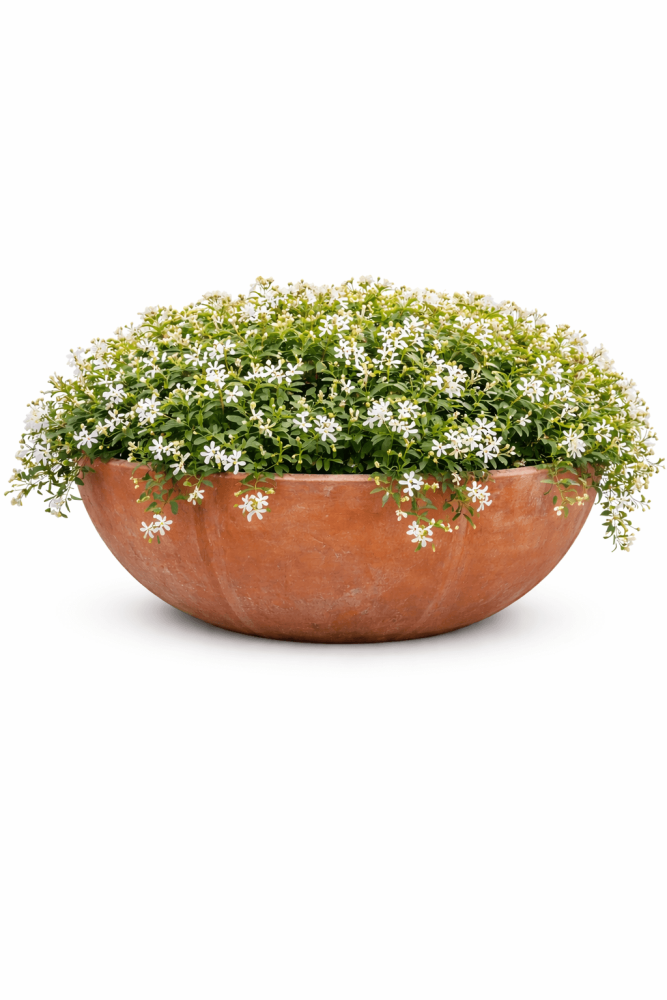 Grande coupe en terre cuite d’Impruneta en forme de rose – œuvre artisanale toscane d’exception